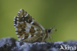 Rood spikkeldikkopje (Pyrgus cirsii) 