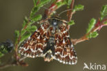 Roodbont heide-uiltje (Anarta myrtilli)