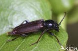 black spruce beetle (Tetropium castaneum)