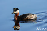 Roodhalsfuut (Podiceps grisegena) 