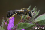 Roodpotige groefbij (Halictus rubicundus)