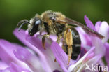 Roodpotige groefbij (Halictus rubicundus)