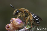 Roodpotige groefbij (Halictus rubicundus)