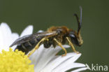 Roodpotige groefbij (Halictus rubicundus)