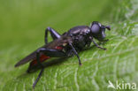 Roodpuntbladloper (Chalcosyrphus piger)