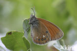 Roodstreephooibeestje (Coenonympha glycerion)