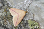 Roodstreepspanner (Rhodometra sacraria)