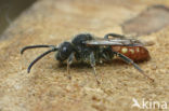 Roodzwarte dubbeltand (Nomada fabriciana)