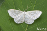 Roomkleurige stipspanner (Scopula floslactata)