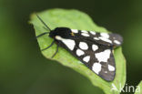 Cream-spot Tiger (Arctia villica)