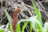 Rufescent Tiger-Heron (Tigrisoma lineatum)