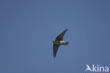 Rotszwaluw (Hirundo rupestris)