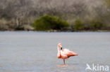 Roze flamingo (Phoenicopterus ruber)