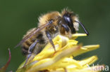 rose leaf-cutter bee (Megachile circumcincta)