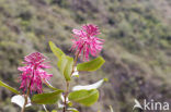 Sacret valley