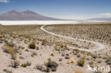 Salar de Uyuni