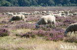 Schaap (Ovis spec.)