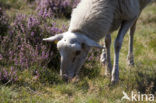 Schaap (Ovis spec.)