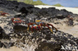 Scharlakenrode rotskrab (Grapsus grapsus)