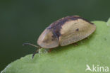 Shield Beetle (Cassida vibex)