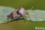 Parent Bug (Elasmucha grisea)