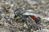 Schoffelbloedbij (Sphecodes pellucidus)