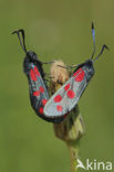 Six-spot Burnet (Zygaena filipendulae)