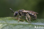 Slanke groefbij (Lasioglossum fulvicorne)