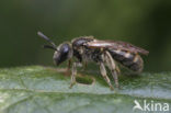 Lasioglossum fulvicorne