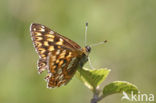 Duke of Burgundy Fritillary (Hamearis lucina)