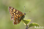 Sleutelbloemvlinder (Hamearis lucina)