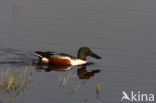 Northern Shoveler (Anas clypeata)