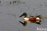 Northern Shoveler (Anas clypeata)