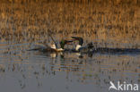Northern Shoveler (Anas clypeata)