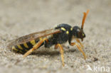 Smalbandwespbij (Nomada goodeniana) 