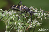 Smalbok (Leptura arcuata