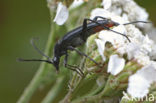 Smalbok (Stenurella nigra)