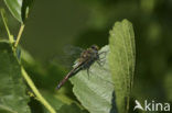 Downy Emerald (Cordulia aenea)