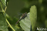 Smaragdlibel (Cordulia aenea)