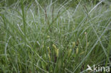 Bottle Sedge (Carex rostrata)