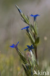 snow gentian (Gentiana nivalis)