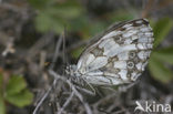 Spaans dambordje (Melanargia lachesis)