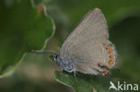 Spaanse eikenpage (Satyrium esculi)