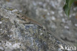 Iberian wall lizard (Podarcis hispanicus)