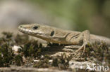 Iberian wall lizard (Podarcis hispanicus)