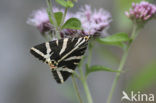 Spaanse vlag (Euplagia quadripunctaria)