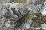 Inchworm moths (Geometridae)