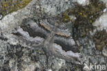 Spanner spec