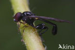 Sphegina montana