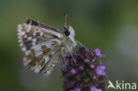 Grizzled Skipper (Pyrgus sp)